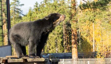 Ähtärin eläinpuistolle on ehkä löytymässä jatkaja, mutta rahaa tarvitaan | Kotimaa
