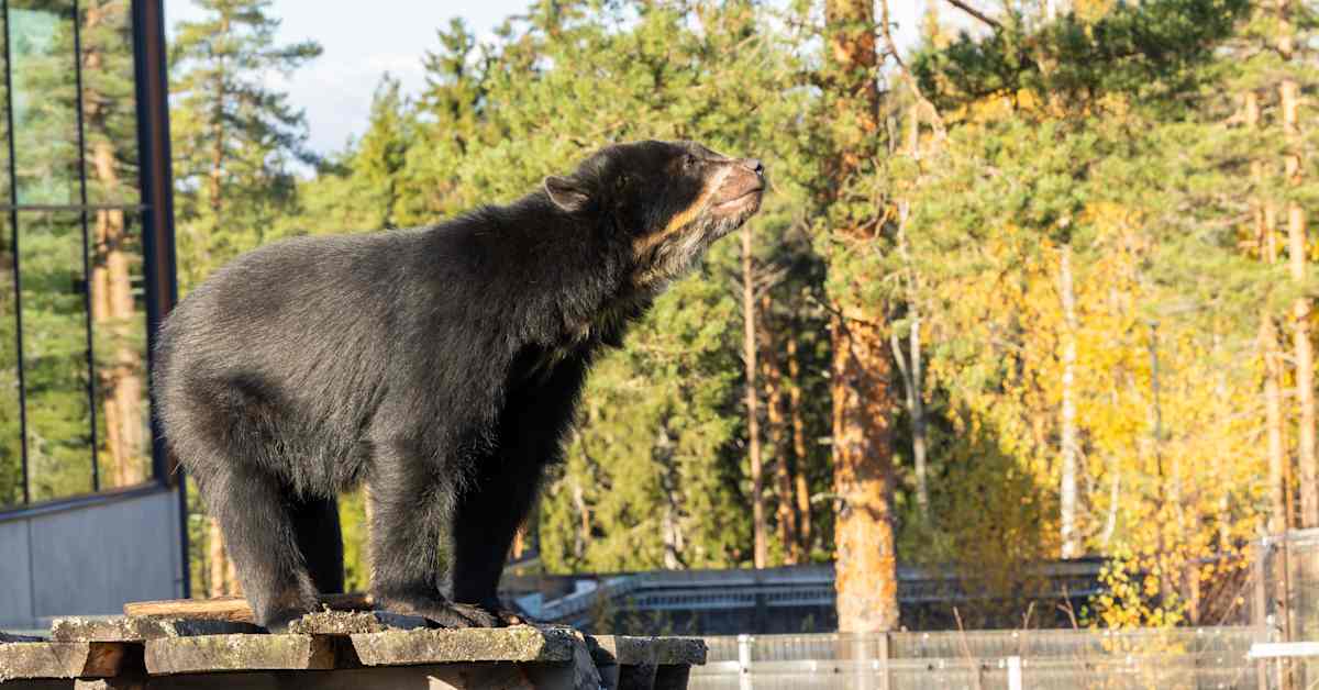Ähtärin eläinpuistolle on ehkä löytymässä jatkaja, mutta rahaa tarvitaan | Kotimaa