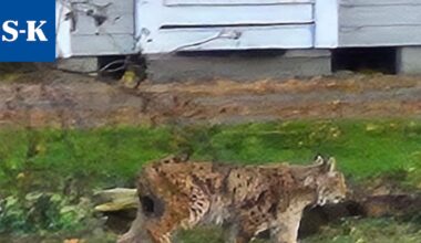 City-ilves bongattiin monessa taloudessa Pappilanniemessä Keuruulla