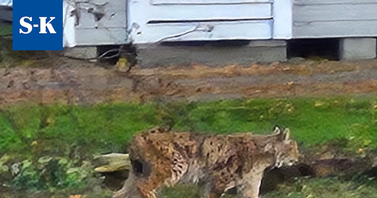 City-ilves bongattiin monessa taloudessa Pappilanniemessä Keuruulla