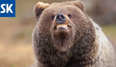 Vuoden komedialuontokuvan tittelistä kilpailee myös kuva suomalaisesta karhusta