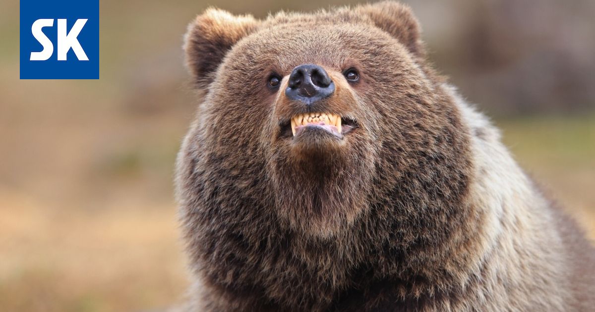 Vuoden komedialuontokuvan tittelistä kilpailee myös kuva suomalaisesta karhusta