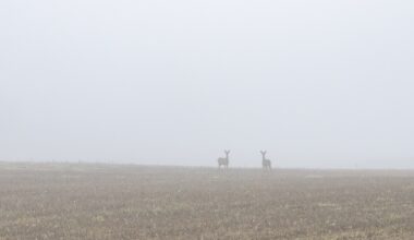 Yle: Varsinais-Suomessa tasapainoillaan peurakannan kanssa – peurakannan lasku voi lisätä susien ei-toivottua käyttäytymistä - Metsä