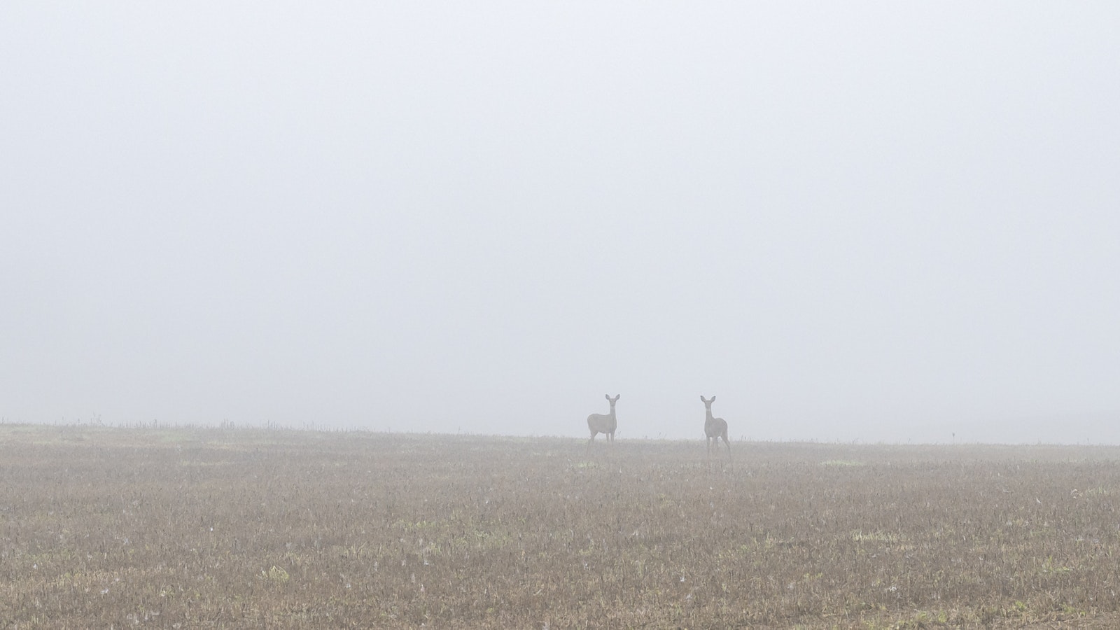 Yle: Varsinais-Suomessa tasapainoillaan peurakannan kanssa – peurakannan lasku voi lisätä susien ei-toivottua käyttäytymistä - Metsä