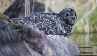 Karhu sivuun ja saimaannorppa tilalle – Etelä-Savon maakuntajohtaja haluaa vaihtaa Suomen kansallise­läimen | Etelä-Savo