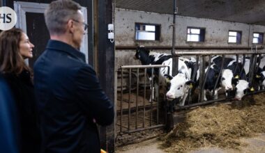 Stubb ihasteli lehmiä ja kertoi, että Eppu Normaali on yksi hänen lempibändeistään