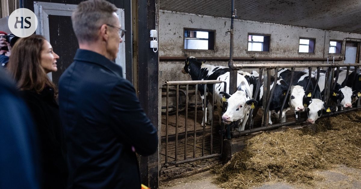 Stubb ihasteli lehmiä ja kertoi, että Eppu Normaali on yksi hänen lempibändeistään