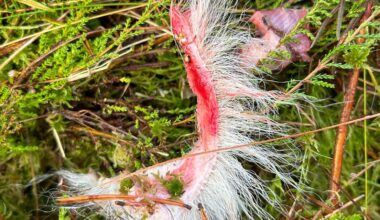 Riitu ja Lempi tuoreimmat susien uhrit – Riitusta jäi jäljelle vain karvatuppoja ja purtu panta - Metsä