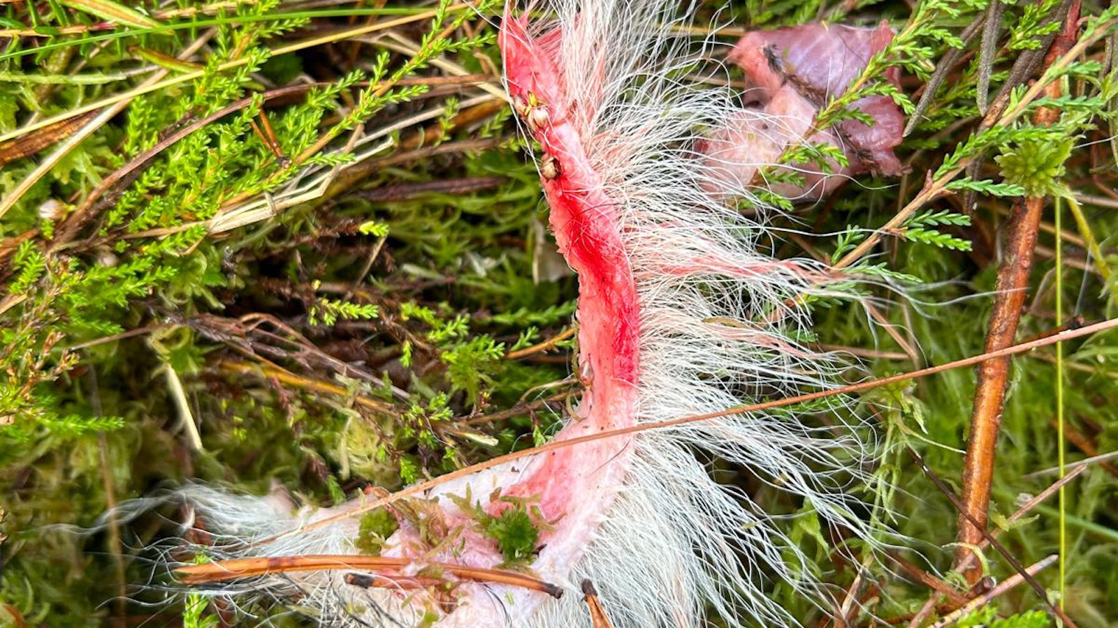 Riitu ja Lempi tuoreimmat susien uhrit – Riitusta jäi jäljelle vain karvatuppoja ja purtu panta - Metsä