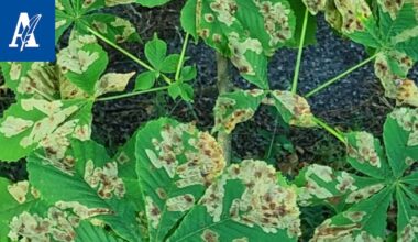 Tuomon puuhun ilmestyi ”miinoja” Tampereella – syy on lehtien sisällä elävissä toukissa