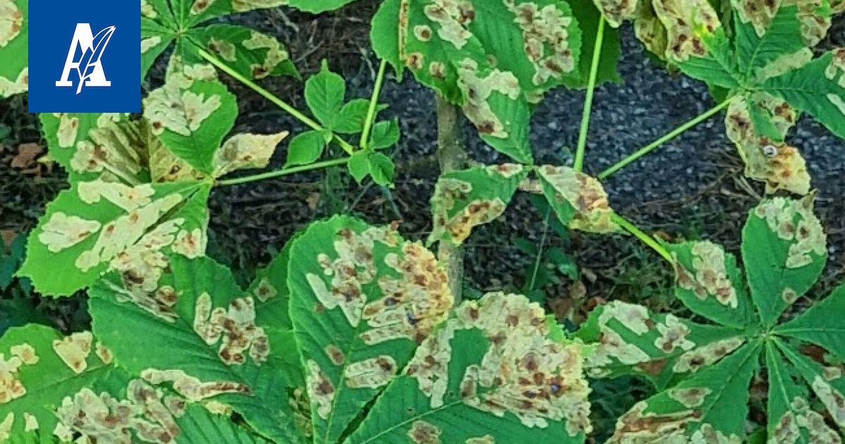 Tuomon puuhun ilmestyi ”miinoja” Tampereella – syy on lehtien sisällä elävissä toukissa