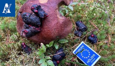 Herkkutatin päältä löytyi läjä töpäköitä pökäleitä