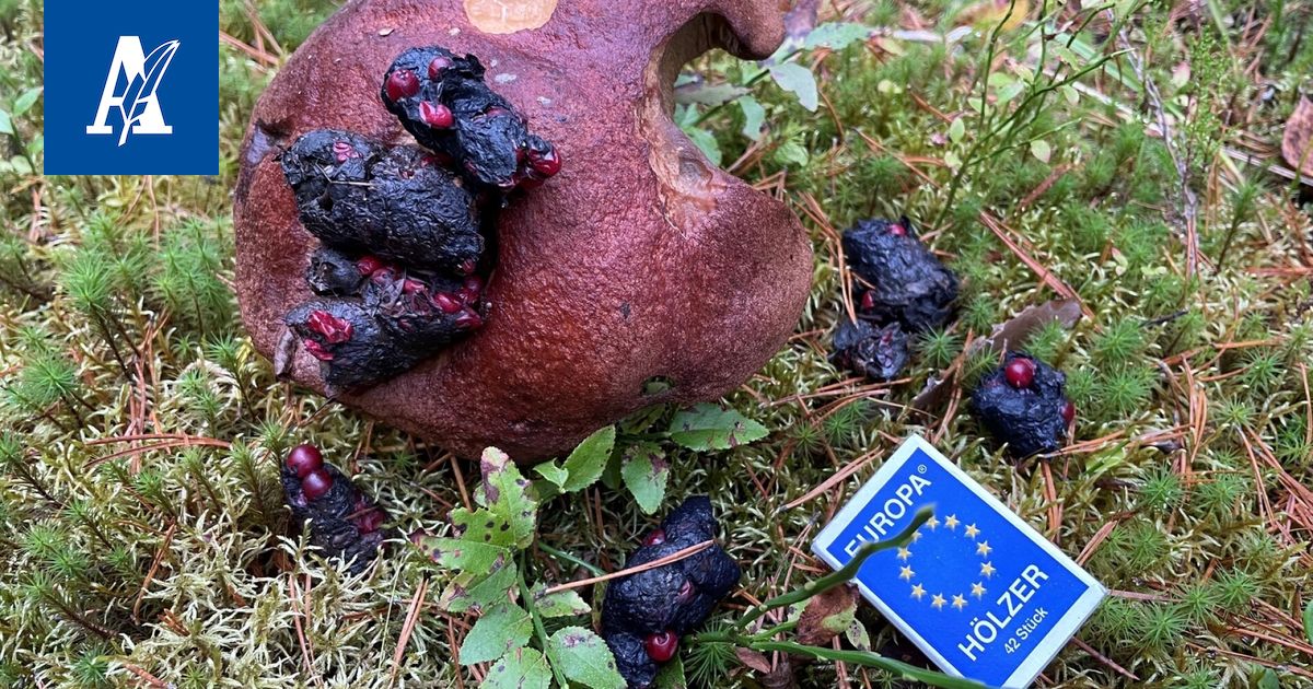 Herkkutatin päältä löytyi läjä töpäköitä pökäleitä