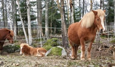 Karhuhälytys Öölannissa sai yllättävän lopun - MT Hevoset