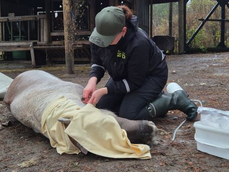 Metsäpeuraa valmistellaan kuljetukseen Ähtärin eläinpuistossa.
