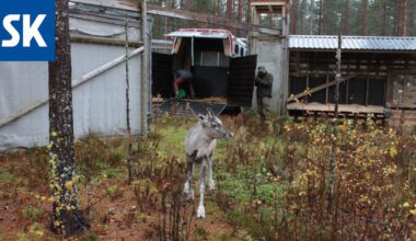 Osa konkurssiin menneen Ähtärin eläinpuiston metsäpeuroista vapautetaan Pohjois-Satakuntaan