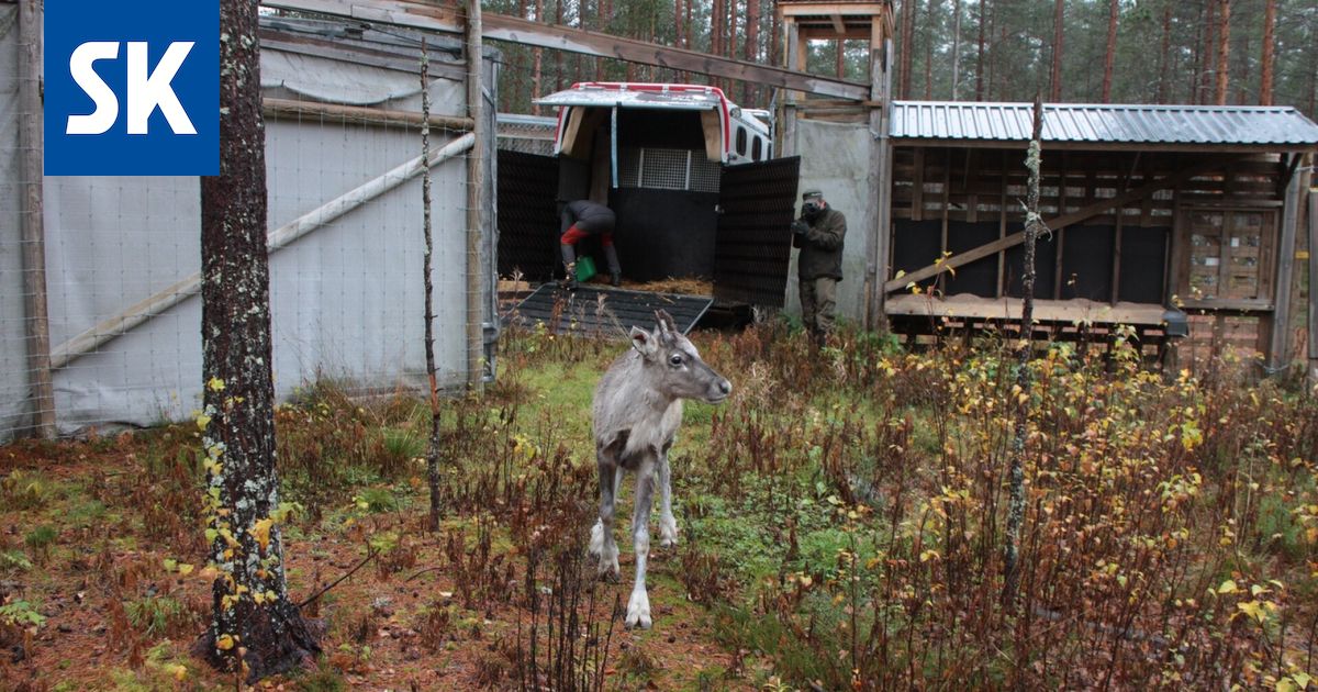 Osa konkurssiin menneen Ähtärin eläinpuiston metsäpeuroista vapautetaan Pohjois-Satakuntaan