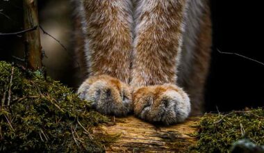 Vuoden luontokuvassa komeilevat ilveksen karvaiset tassut | Uutisia lyhyesti