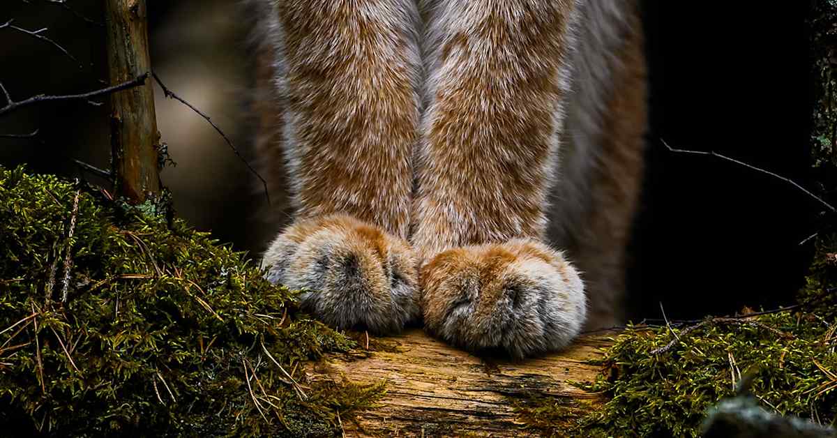 Vuoden luontokuvassa komeilevat ilveksen karvaiset tassut | Uutisia lyhyesti