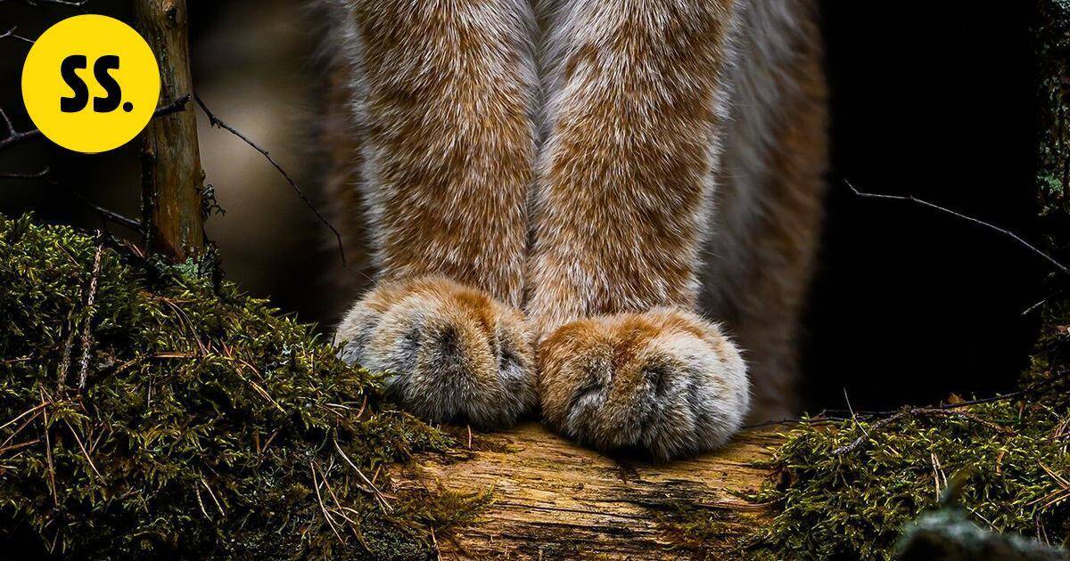 Vuoden luontokuvassa komeilevat ilveksen karvaiset tassut | Uutissuomalainen