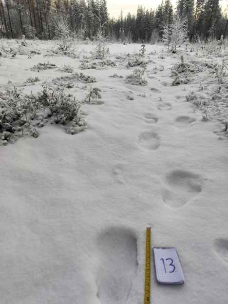 Rajavartiolaitos dokumentoi maastosta löytyneitä jälkiä.