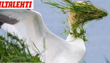 Tässä ovat vuoden hauskimmat luontokuvat! Mukana kaksi suomalaista