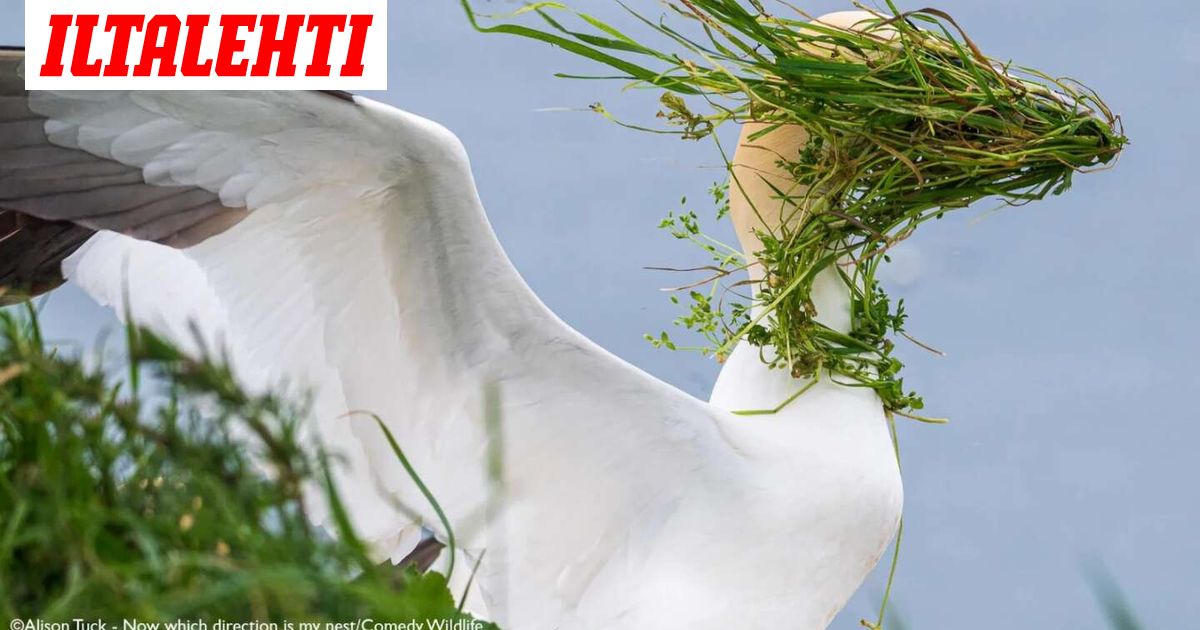 Tässä ovat vuoden hauskimmat luontokuvat! Mukana kaksi suomalaista