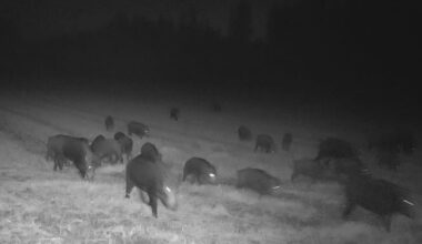 Villisikoja siellä, villisikoja täällä - Metsä