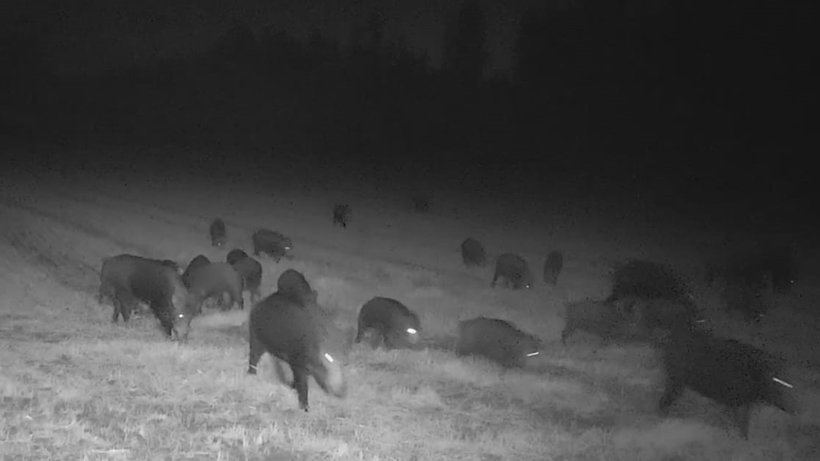 Villisikoja siellä, villisikoja täällä - Metsä