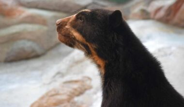 Ähtärin karhut syövät appelsiineja – katso, millainen määrä eläimiä pitää jatkossakin ruokkia | Kotimaa