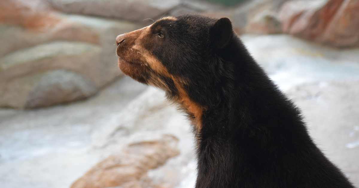 Ähtärin karhut syövät appelsiineja – katso, millainen määrä eläimiä pitää jatkossakin ruokkia | Kotimaa