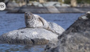 Saimaannorppia on jo yli viisisataa