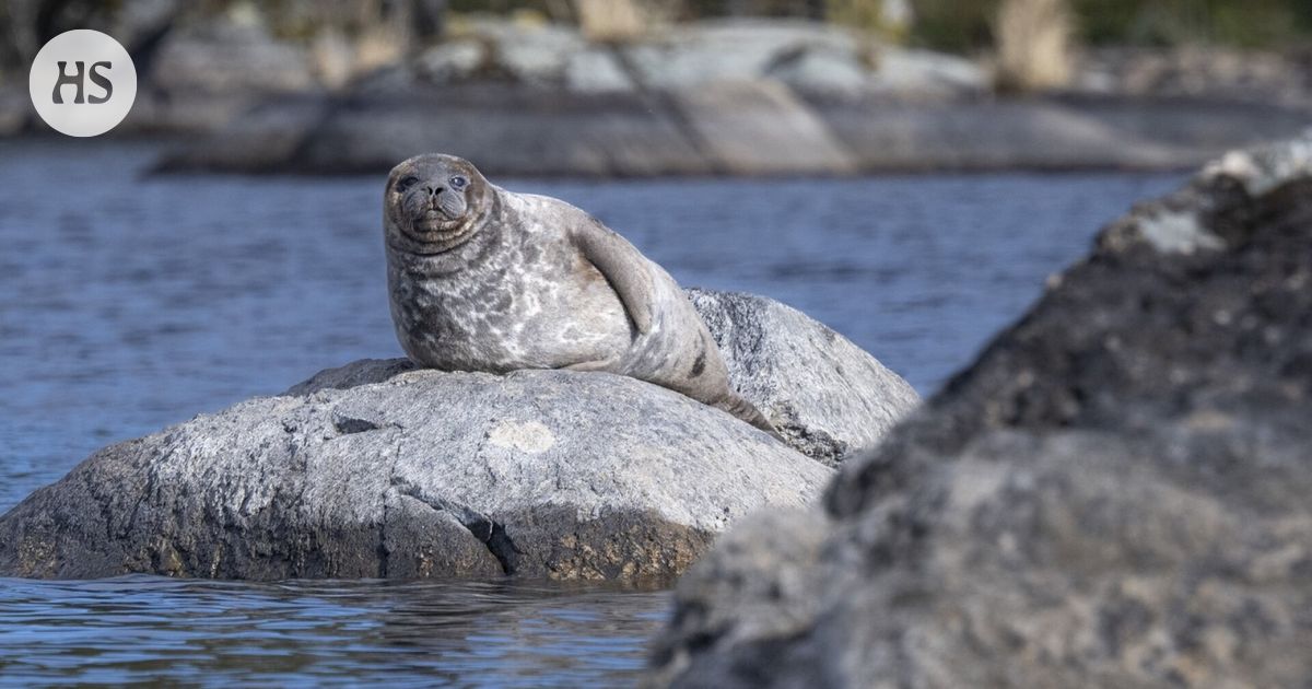 Saimaannorppia on jo yli viisisataa