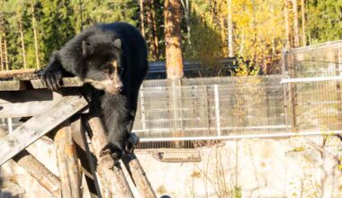 Konkurssiin ajetusta Ähtärin eläinpuistosta tehtiin kaupat – hinta 1 euro | Kotimaa