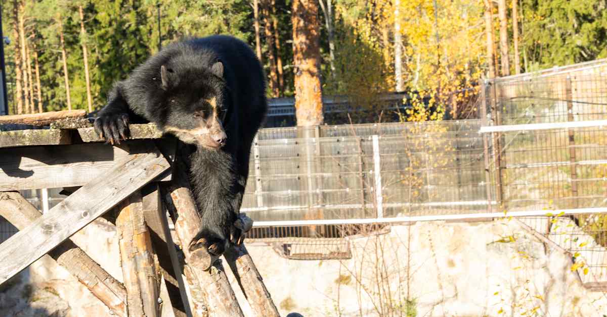 Konkurssiin ajetusta Ähtärin eläinpuistosta tehtiin kaupat – hinta 1 euro | Kotimaa