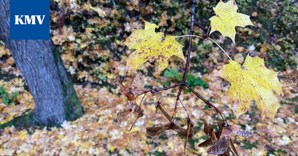 Ympäristö: Puutarhajätettä ei saa jättää luontoon – Mänttä-Vilppula muistuttaa vastuullisesta jätehuollosta