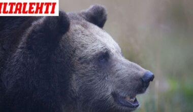 Harvinainen onnettomuus Pohjois-Karjalassa – Poliisilta vakava muistutus