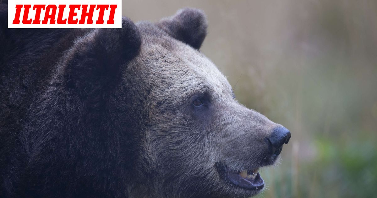 Harvinainen onnettomuus Pohjois-Karjalassa – Poliisilta vakava muistutus