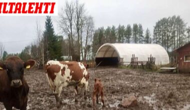 Hieho karkasi ja palasi puoli vuotta myöhemmin kotiin: Mukana oli yllätys