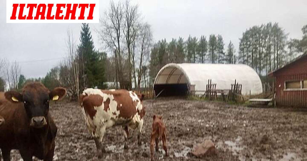 Hieho karkasi ja palasi puoli vuotta myöhemmin kotiin: Mukana oli yllätys