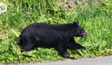 Ainakin kymmenen kuollut karhuhyökkäyksissä, kuvernööri pyytää armeijaa apuun