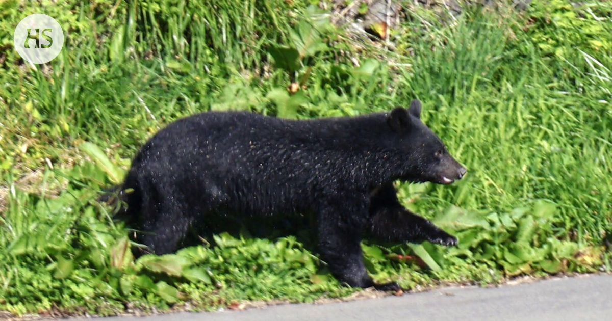 Ainakin kymmenen kuollut karhuhyökkäyksissä, kuvernööri pyytää armeijaa apuun