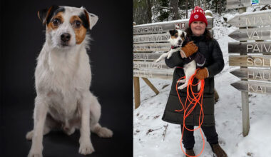 Zorro-koiran uskomaton päättäväisyys pelasti puskaan tuupertuneen rouvan