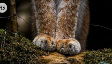 Vuoden luontokuvassa komeilevat ilveksen karvaiset tassut