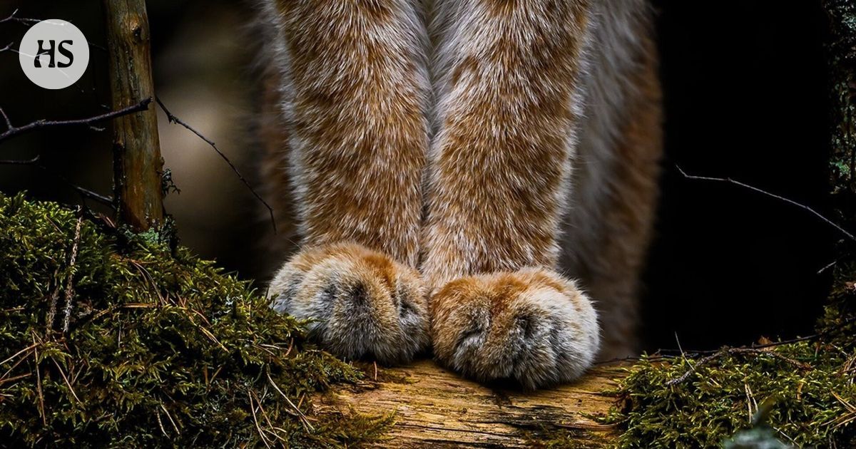 Vuoden luontokuvassa komeilevat ilveksen karvaiset tassut