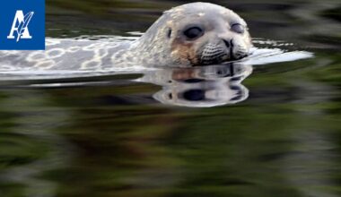 Saimaannorppien määrä lisääntynyt suojelutoimien ansiosta – Ilmastonmuutos uhkaa lajin tulevaisuutta