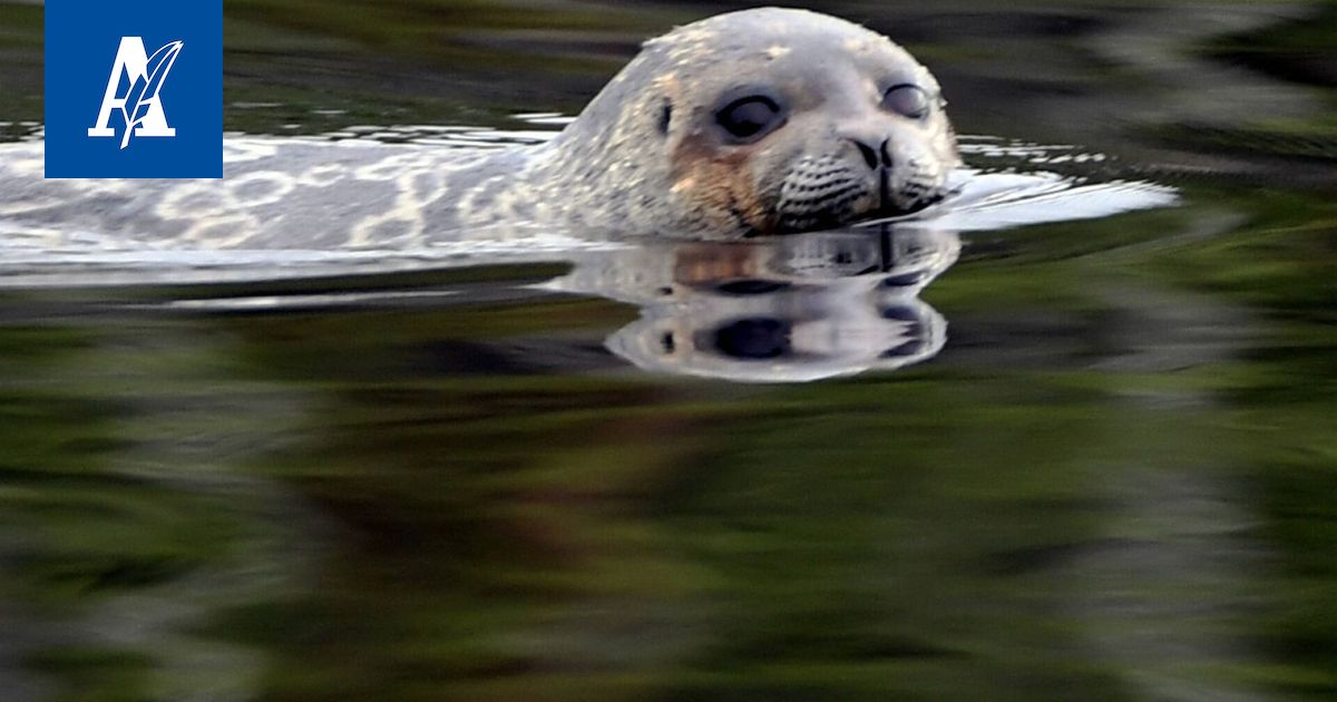Saimaannorppien määrä lisääntynyt suojelutoimien ansiosta – Ilmastonmuutos uhkaa lajin tulevaisuutta
