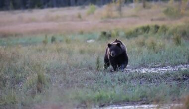 Loukkaantuneen karhun etsinnät päättyivät Alajärvellä | Etelä-Pohjanmaa