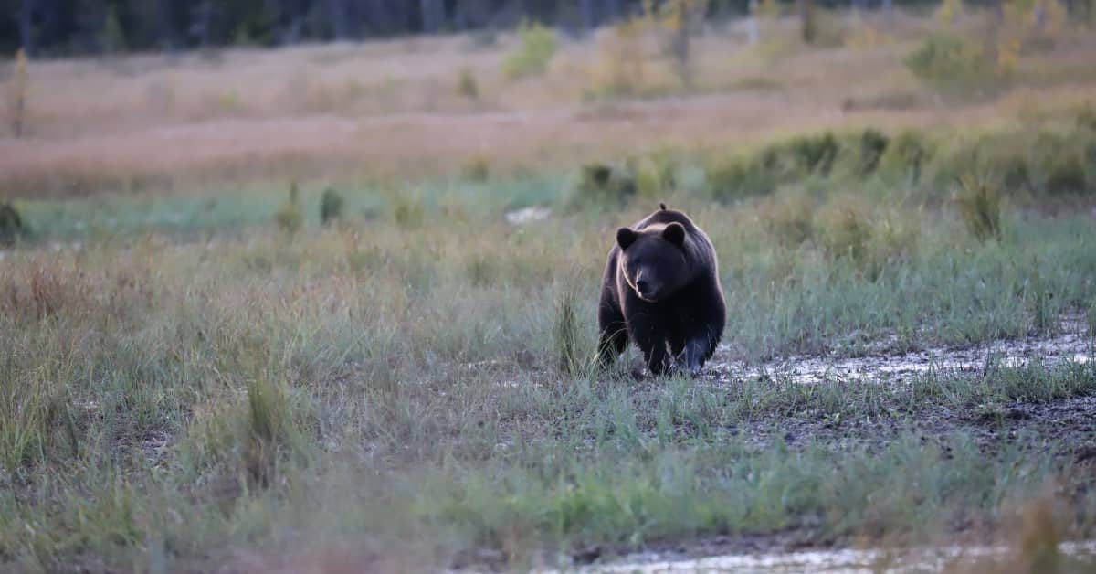 Loukkaantuneen karhun etsinnät päättyivät Alajärvellä | Etelä-Pohjanmaa