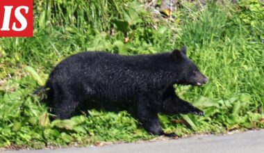 Karhut tappaneet ennätysmäärän ihmisiä Japanissa